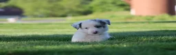 Border Collie dogs for sale: Canyon - Ad 6