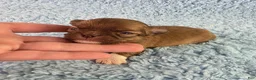 Chihuahua dogs for sale: AKC Carl - Ad 7