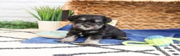 Miniature Schnauzer dogs for sale: Otto  - Ad 5
