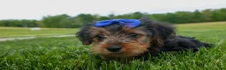 Yorkshire Terrier dogs for sale:  Bruno 🐶 - Ad 6