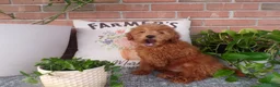 Mini Goldendoodle dogs for sale: Brinn - Ad 4