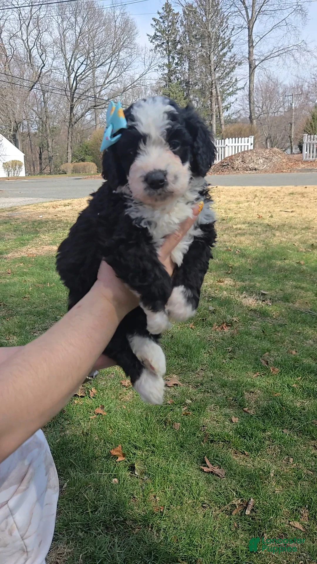 Mini Bernedoodle dogs for sale: Mini Bernedoodle Puppy 6 - Ad 2