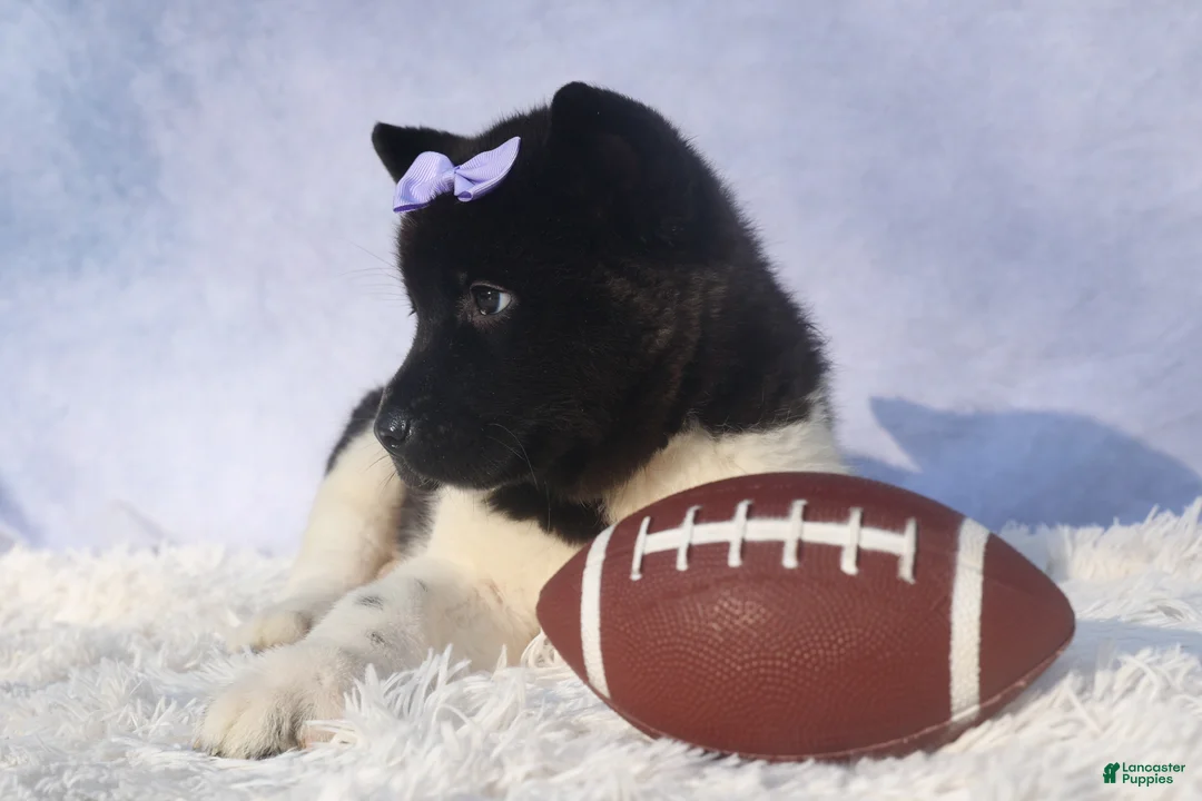 Akita dogs for sale: Oakley - Ad 7