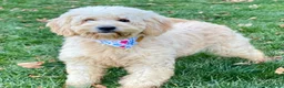 Goldendoodle dogs for sale: Biscotti-mini  - Ad 8