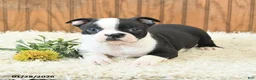 Boston Terrier dogs for sale: Millenium - Ad 4