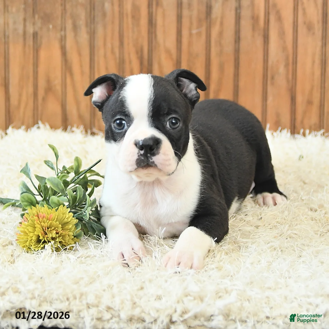 Boston Terrier dogs for sale: Millenium - Ad 4