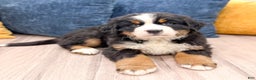 Bernese Mountain Dog dogs for sale: Cookie - Ad 2