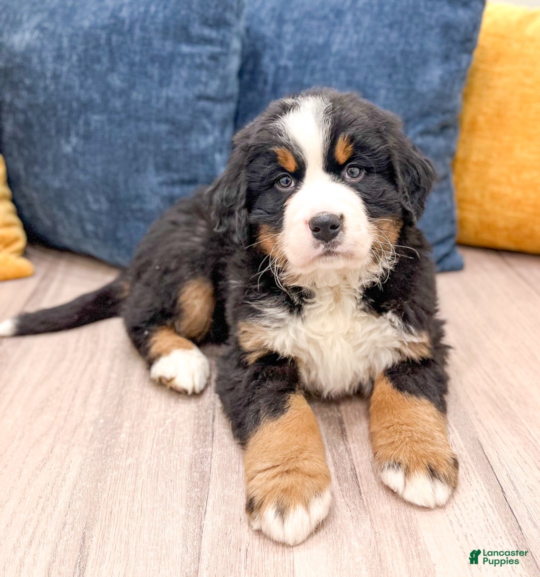 Bernese Mountain Dog dogs for sale: Cookie - Ad 2