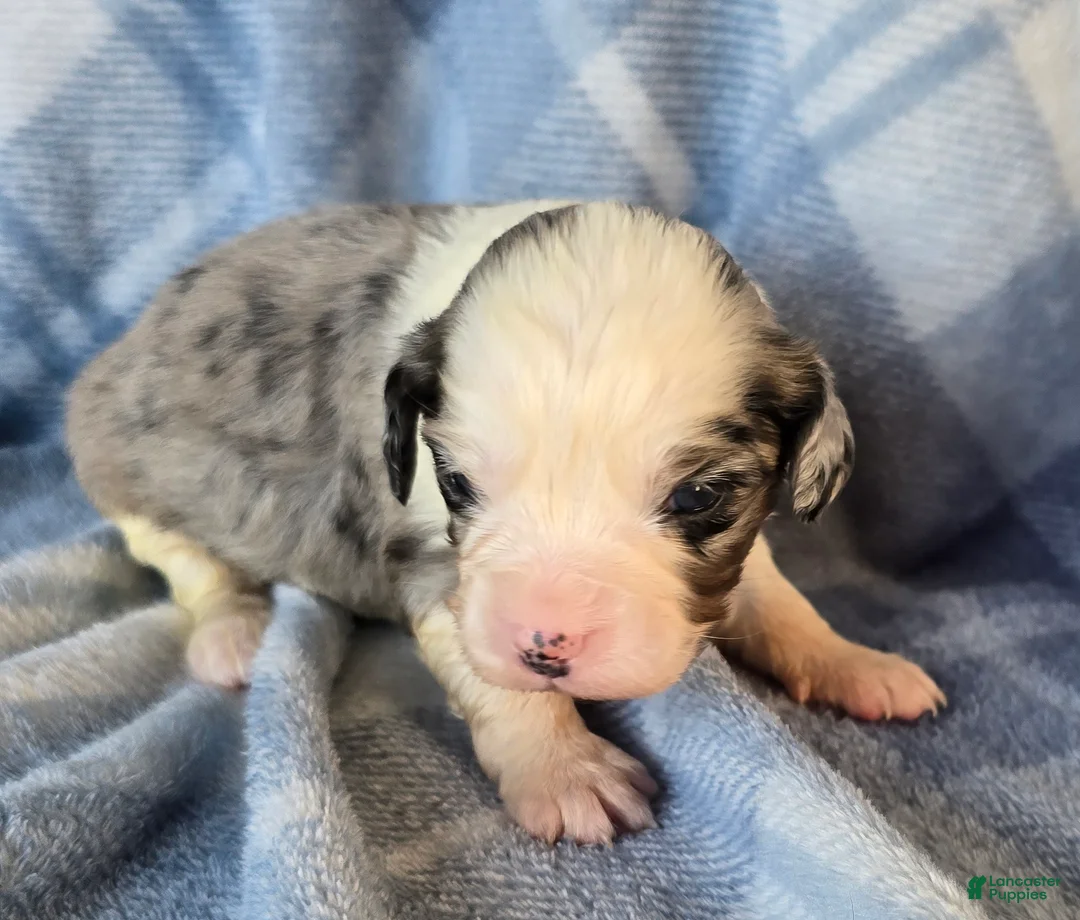 Mixed Breed dogs for sale: Piggy - Ad 1