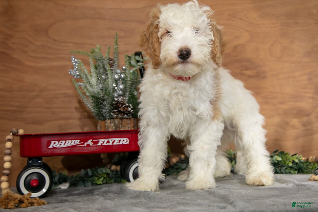 Mini Goldendoodle dogs for sale: Henry - Ad 2