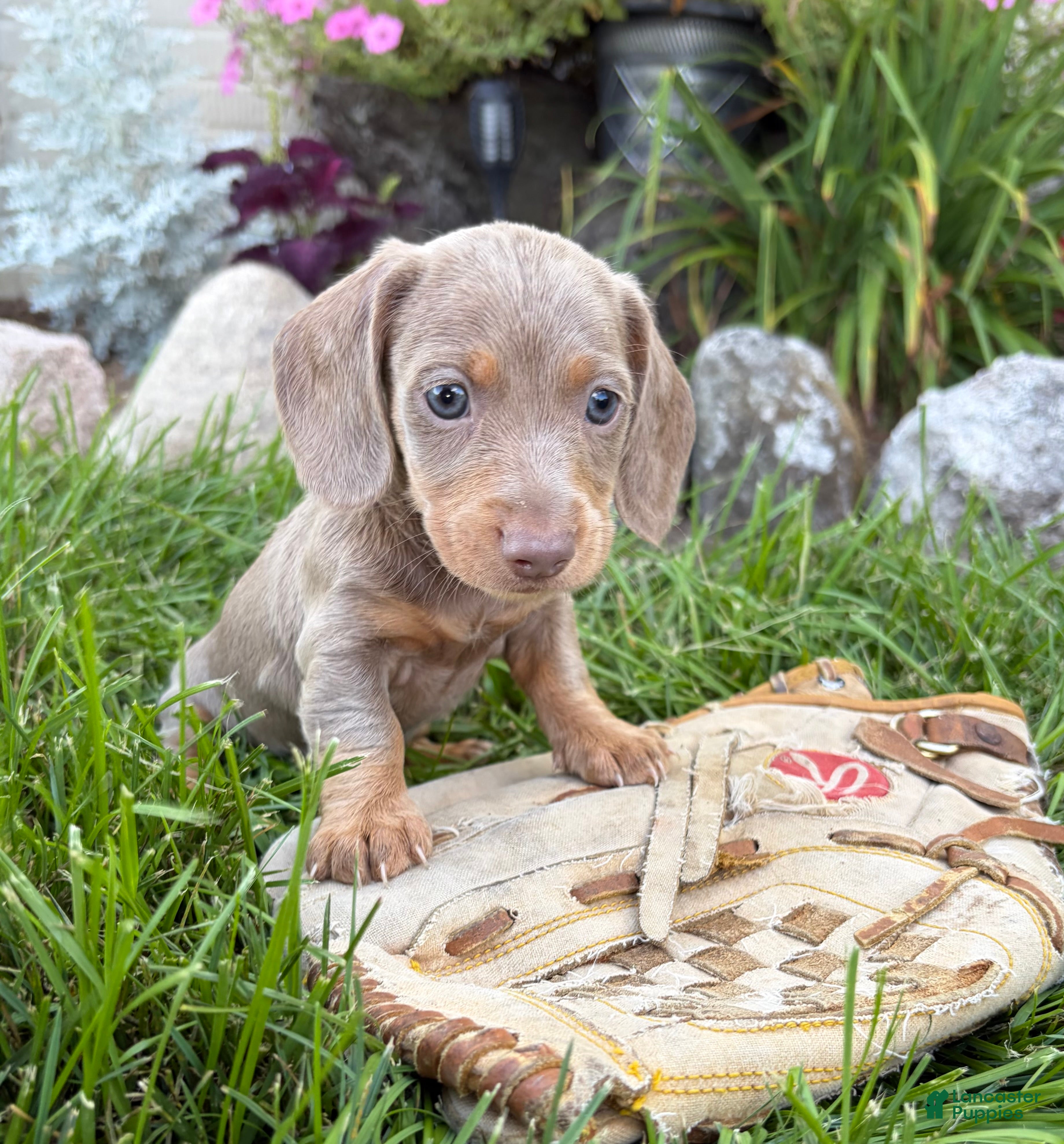 Miniature Dachshund dogs Boone - Ad 2