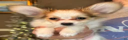 Papillon dogs for sale: Nerf - Ad 23