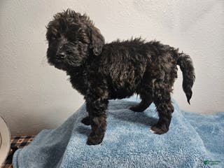 Goldendoodle dogs Kip - Ad 38