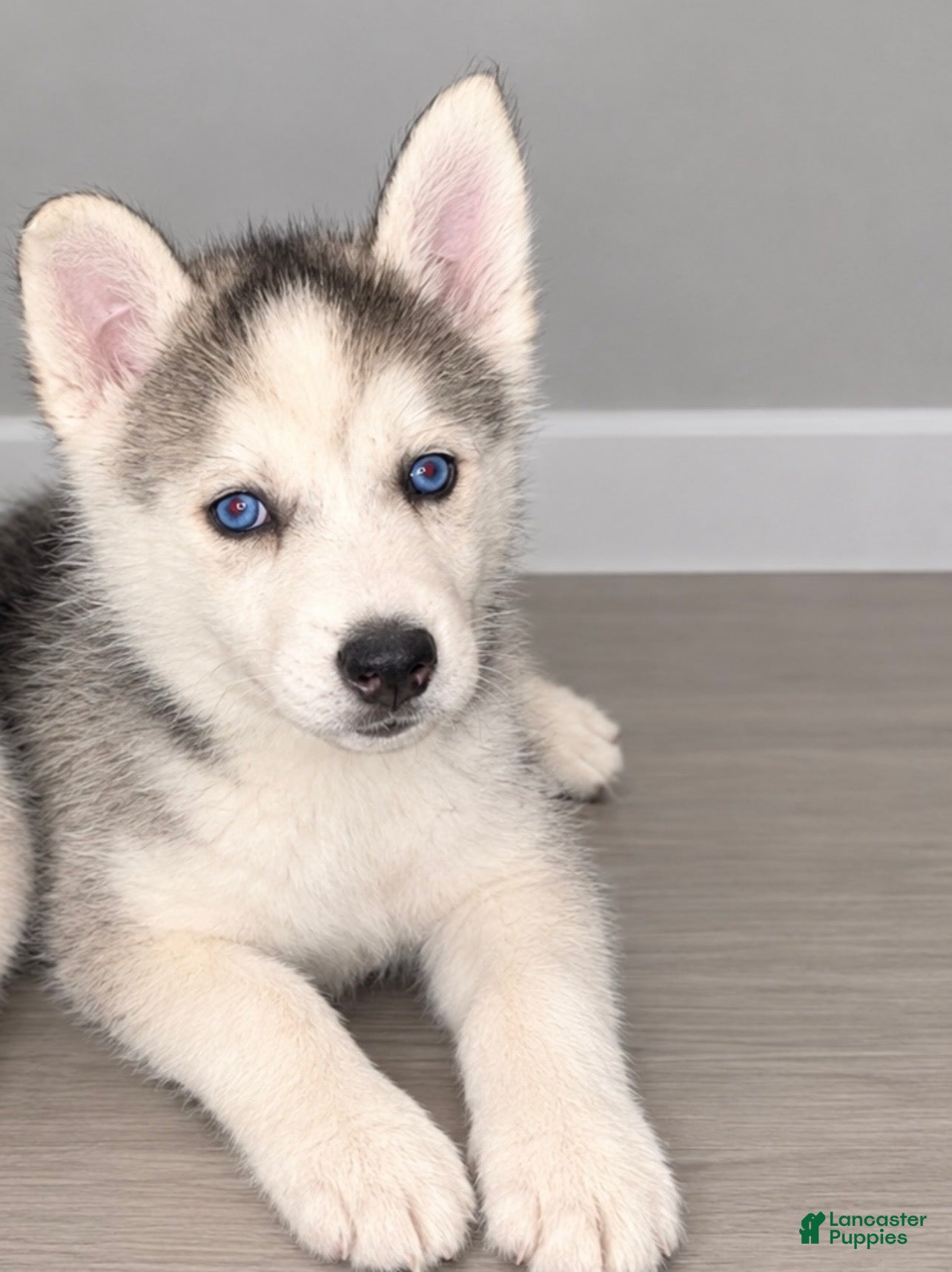 Mixed Breed dogs Rose - Ad 29