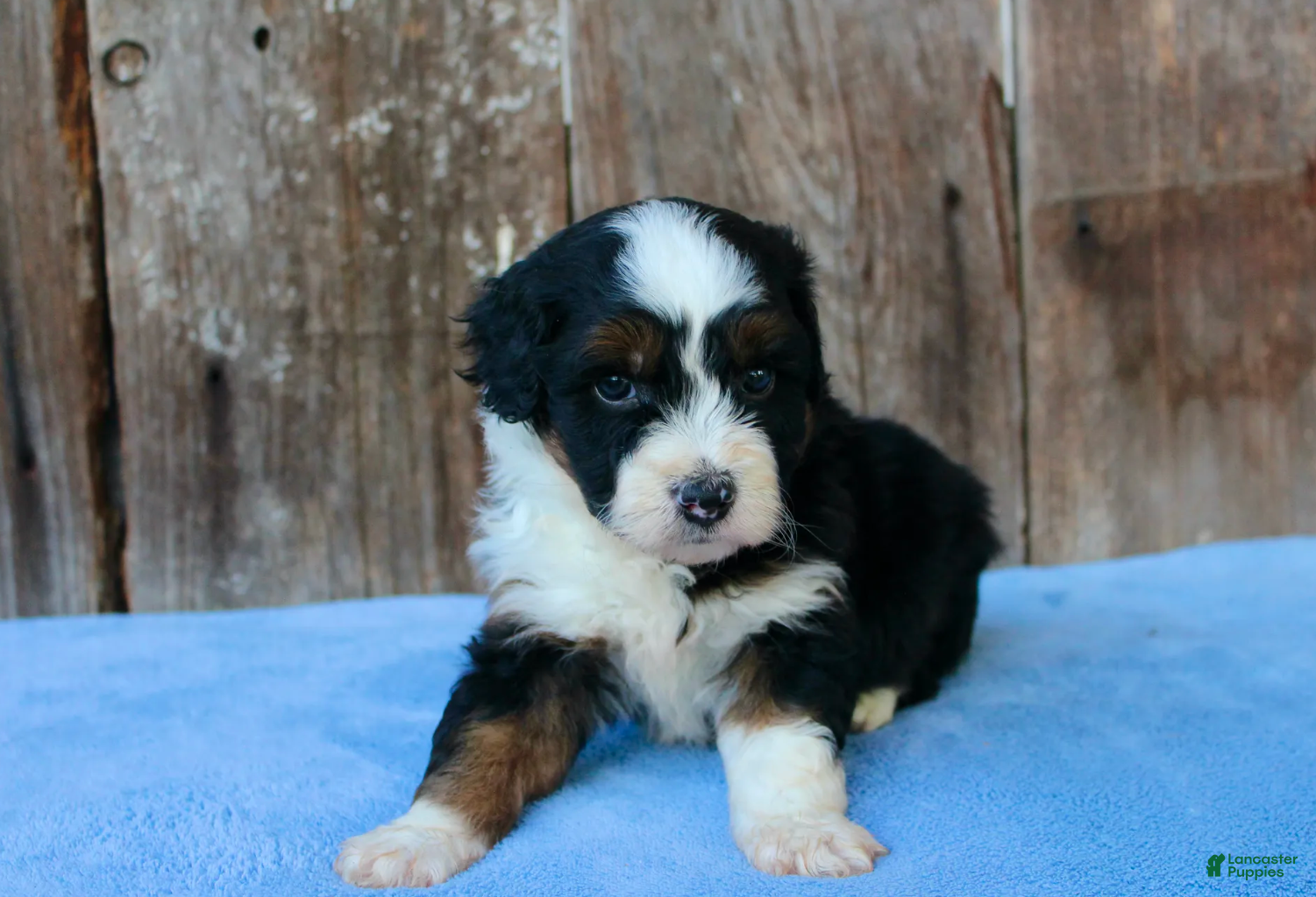 Aussiedoodle dogs Kyle - Ad 2