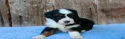 Aussiedoodle dogs for sale: Kyle - Ad 2