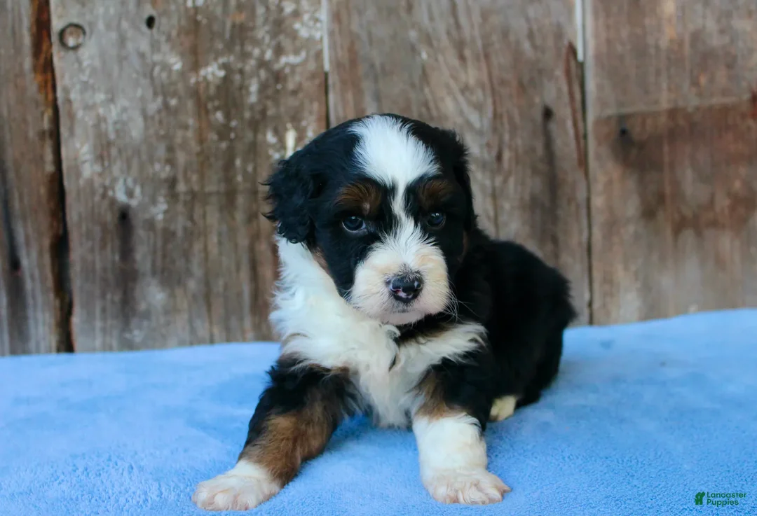 Aussiedoodle dogs for sale: Kyle - Ad 2