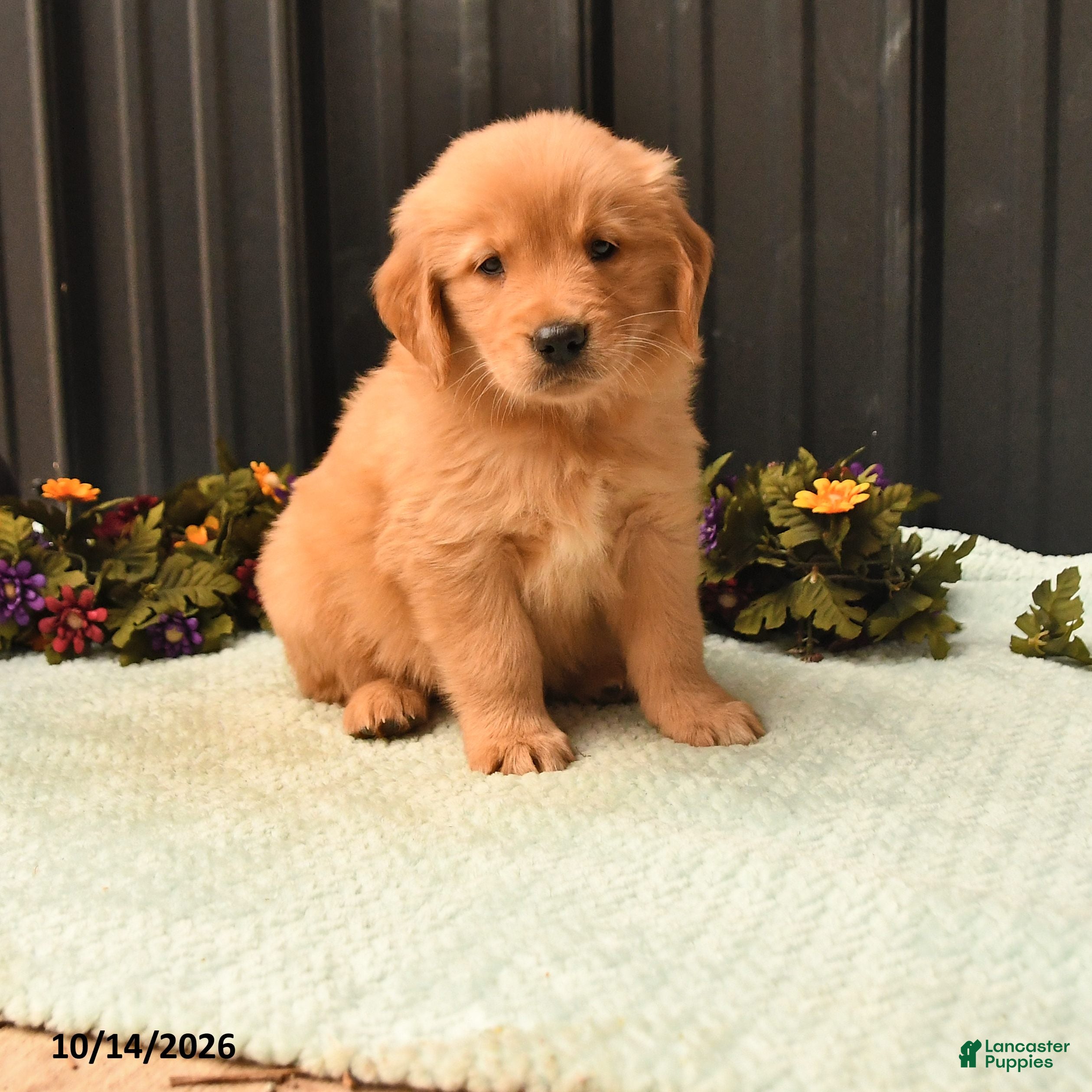 Golden Retriever dogs for sale: Brian - Ad 3