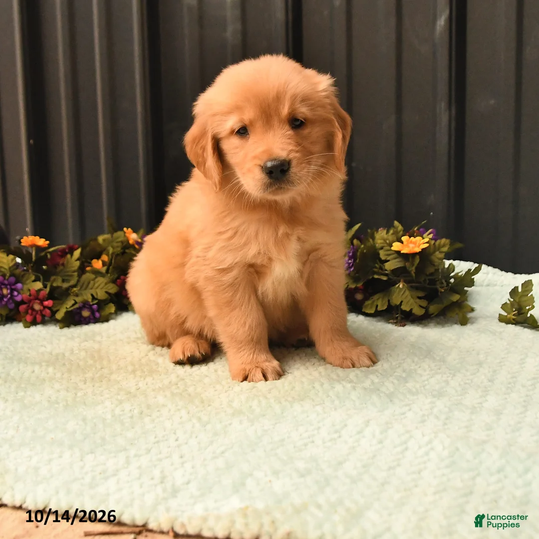 Golden Retriever dogs for sale: Brian - Ad 1