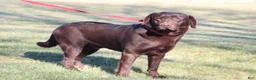Labrador Retriever dogs for sale: Labrador Retriever 1 - Ad 6
