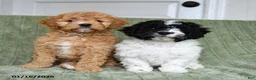 Cavapoo dogs for sale: Komet - Ad 3