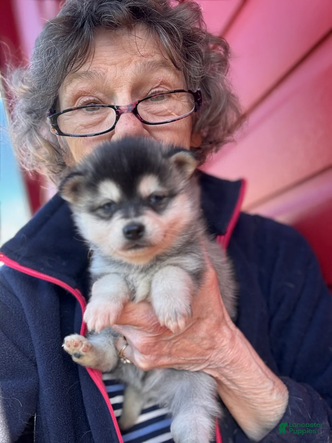 Alaskan Klee Kai dogs for sale: Alaskan Klee Kai Puppy 1 - Ad 1