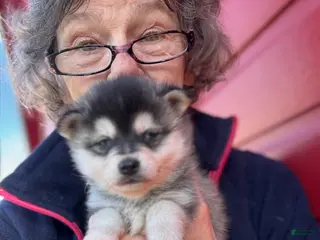 Alaskan Klee Kai dogs Alaskan Klee Kai Puppy 1 - Ad 11