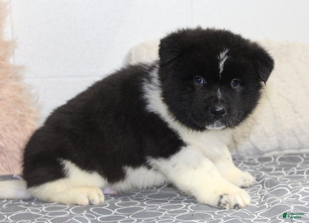 Akita dogs for sale: Ranger - Ad 5