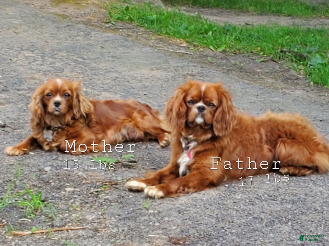 Cavalier King Charles Spaniel dogs for sale: GINGER - Ad 5