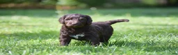 Portuguese Water Dog dogs for sale: Madelyn - Ad 5