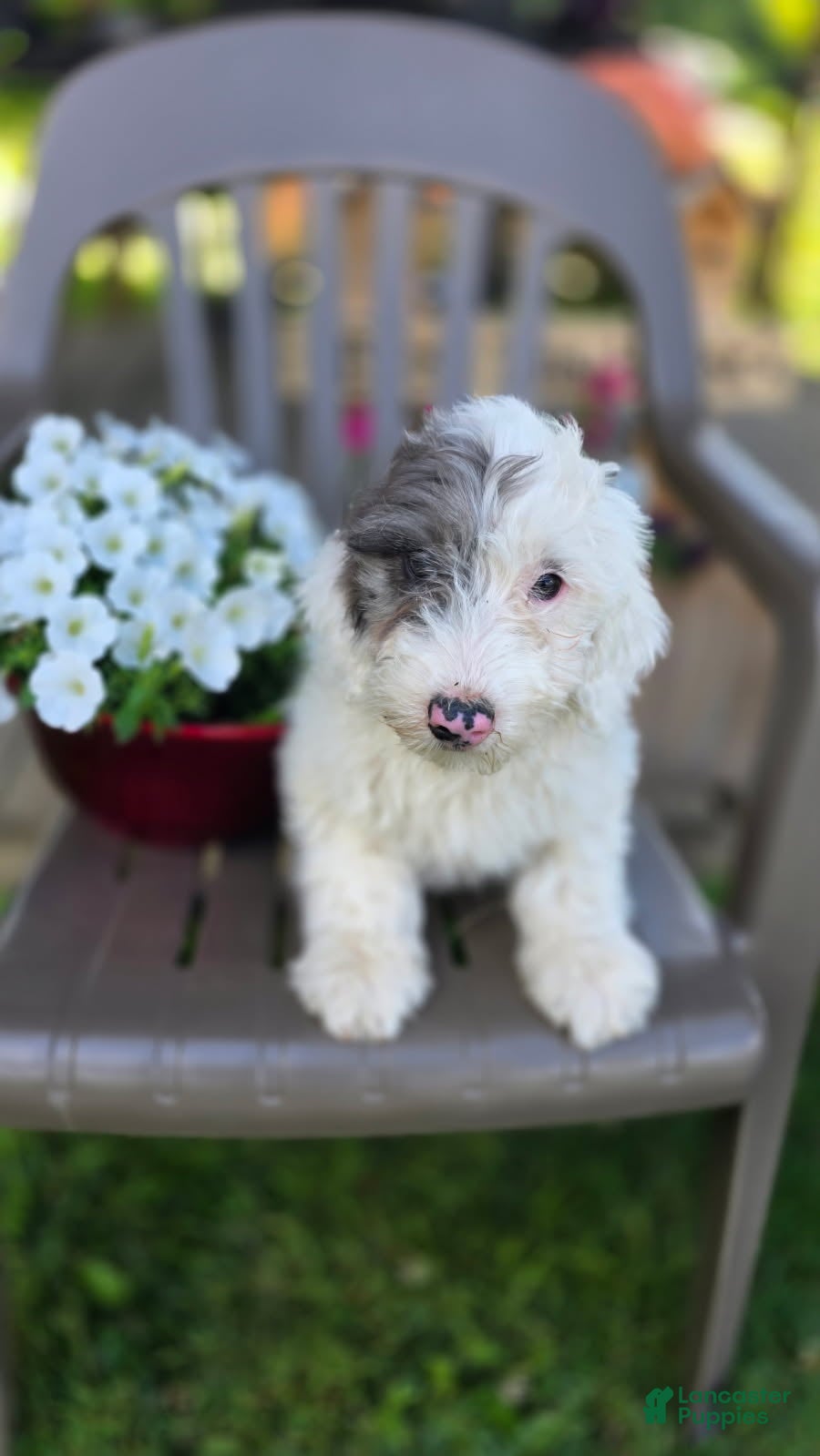 Goldendoodle dogs Maggie - Ad 1