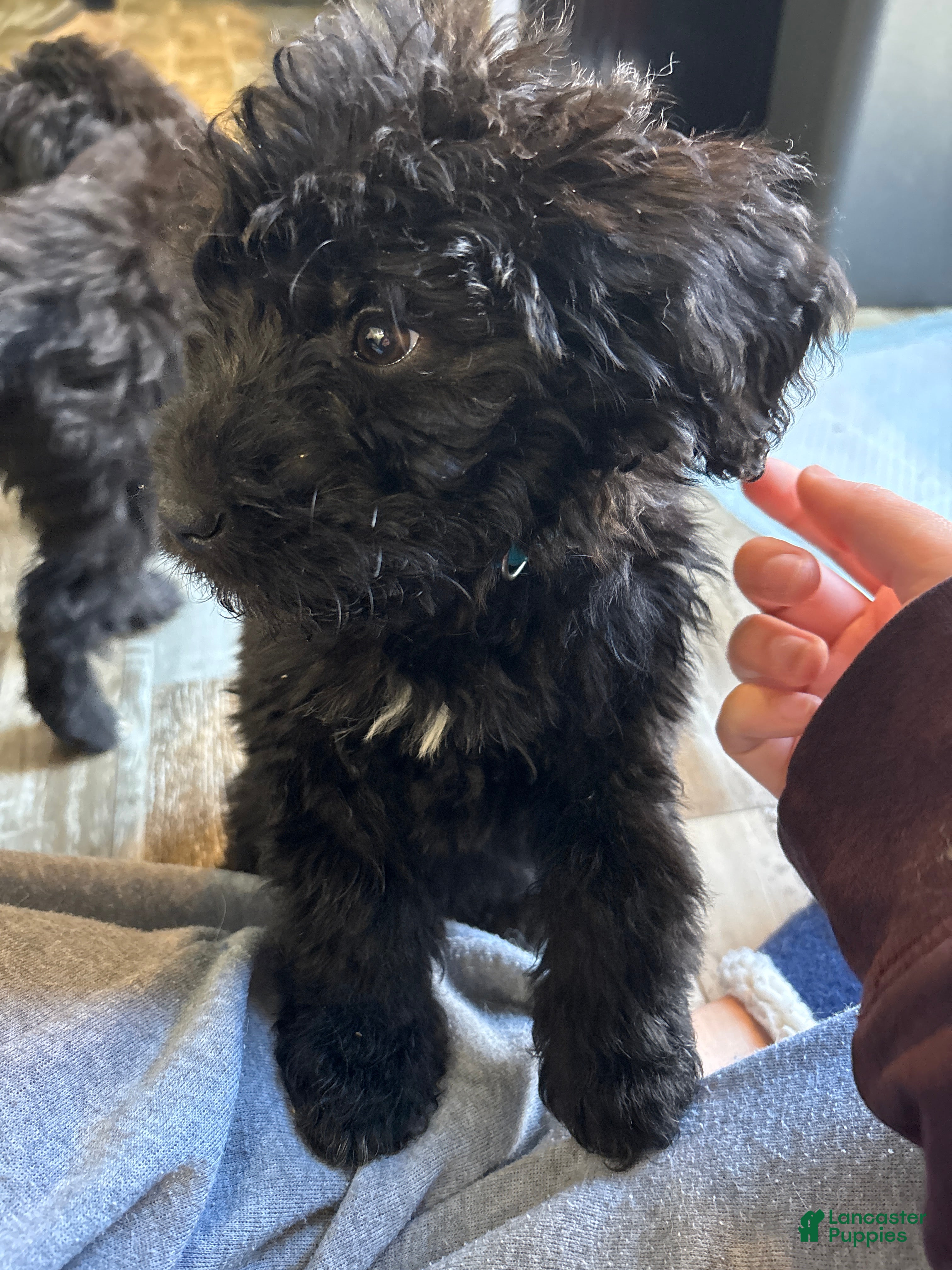 Mixed Breed dogs Mixed Breed Puppy 2 - Ad 31