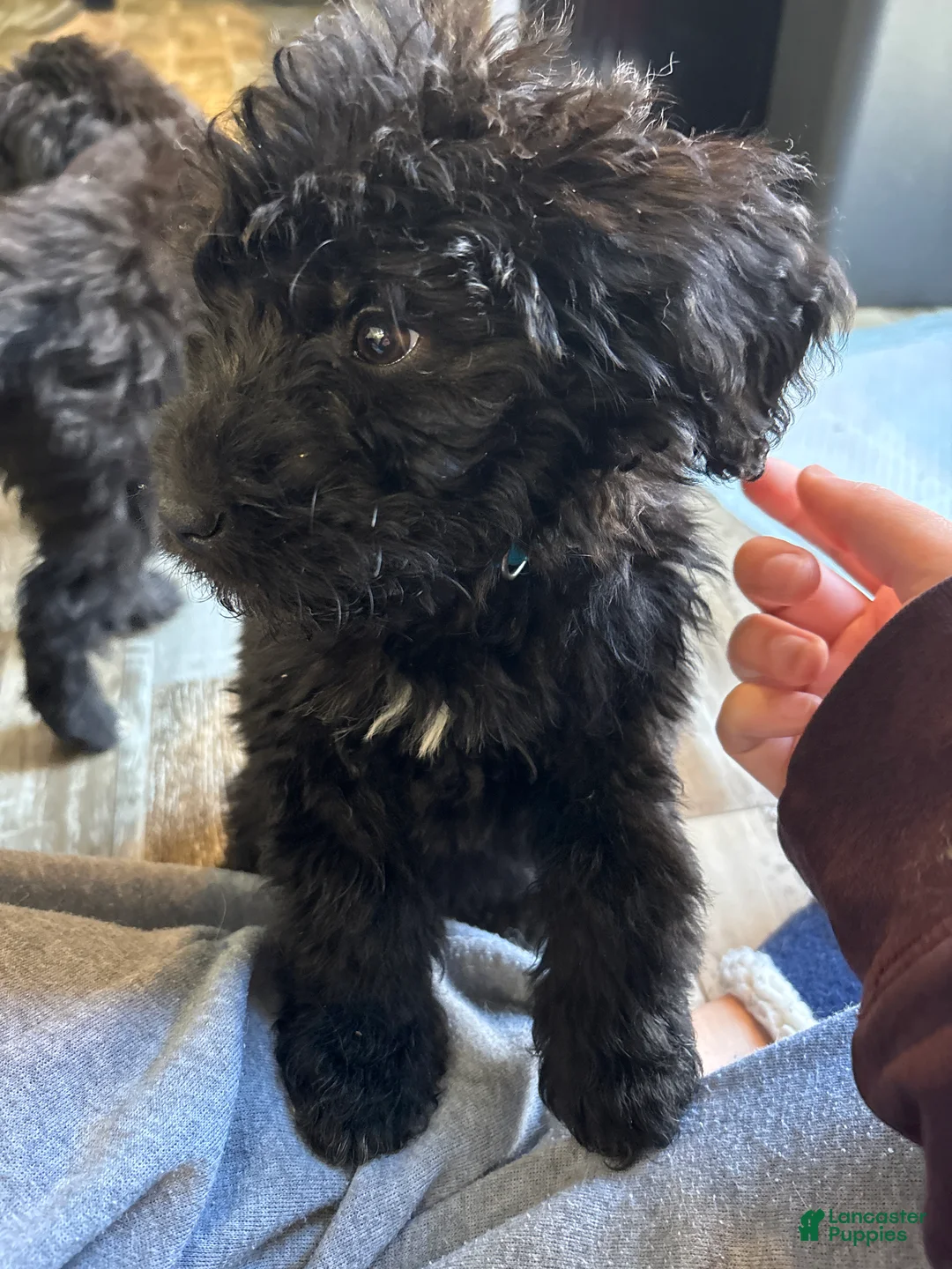 Mixed Breed dogs for sale: Mixed Breed Puppy 2 - Ad 1