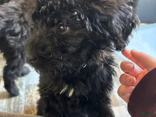 Mixed Breed dogs Mixed Breed Puppy 2 - Ad 31