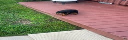 Rottweiler dogs for sale: Lainey - Ad 3