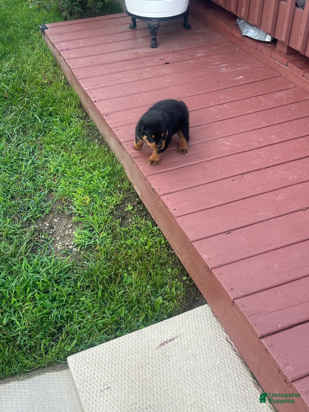 Rottweiler dogs for sale: Lainey - Ad 3