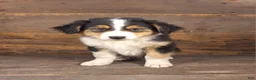 Australian Shepherd dogs for sale: Benjamin - Ad 10