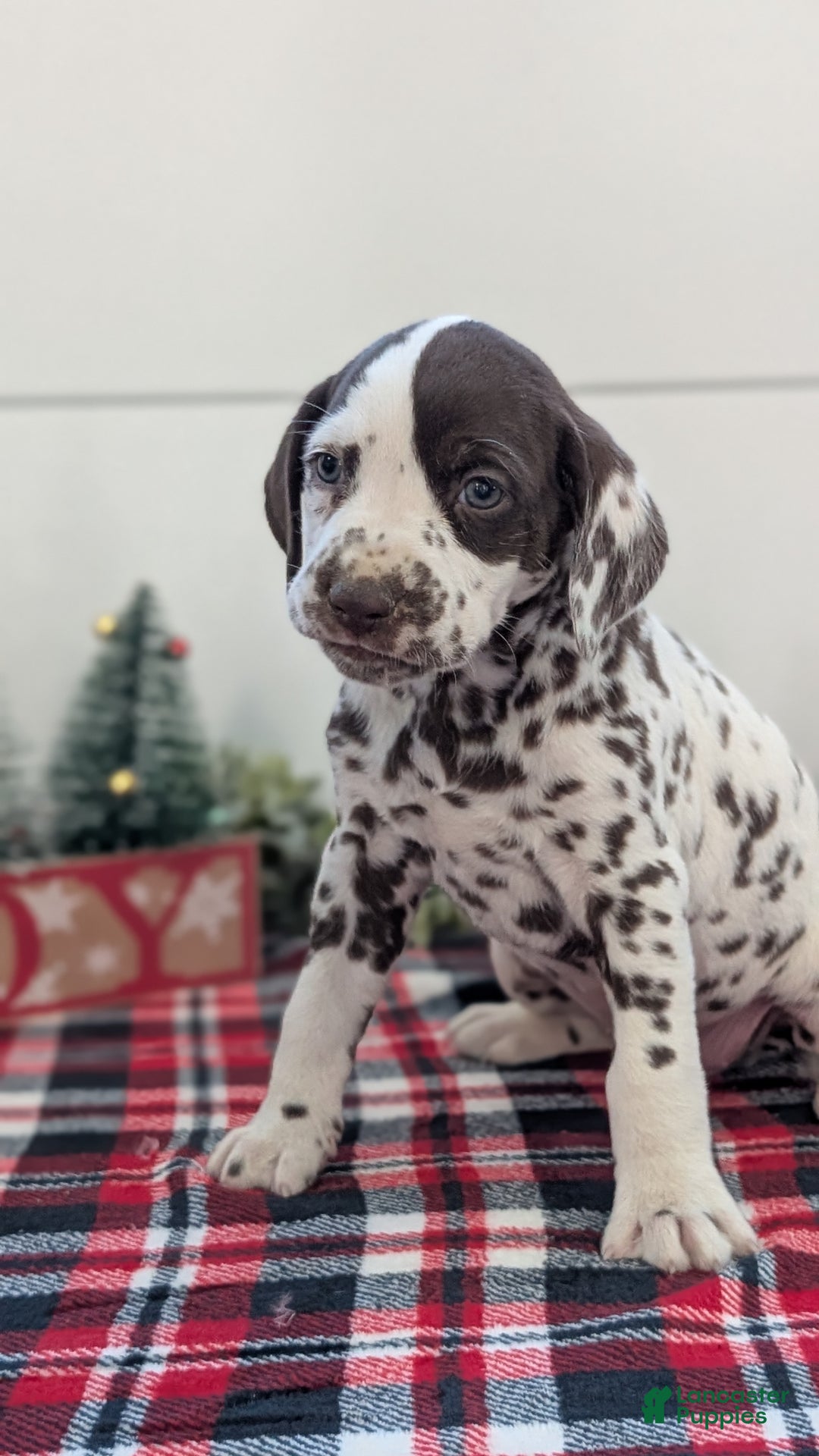 Dalmatian dogs for sale: Penny  - Ad 5