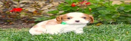 Cavalier King Charles Spaniel dogs for sale: Buddy - Genetic Tested Parents - Ad 17