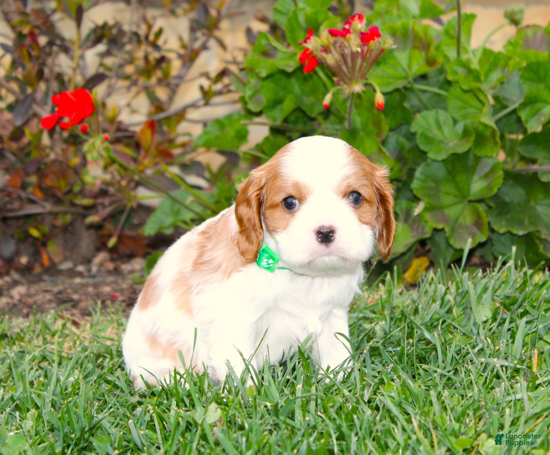 Cavalier King Charles Spaniel dogs for sale: Buddy - Genetic Tested Parents - Ad 17