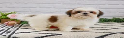 Shih Tzu dogs for sale: Freckles  - Ad 2