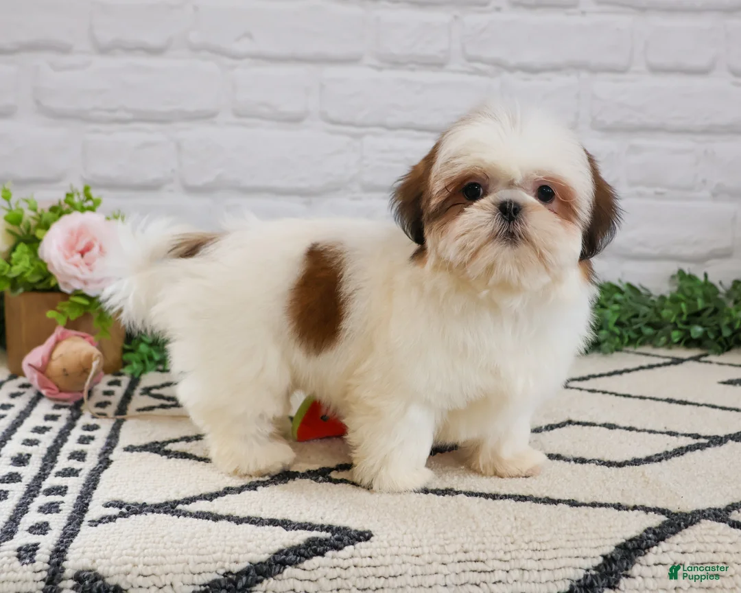 Shih Tzu dogs for sale: Freckles  - Ad 2