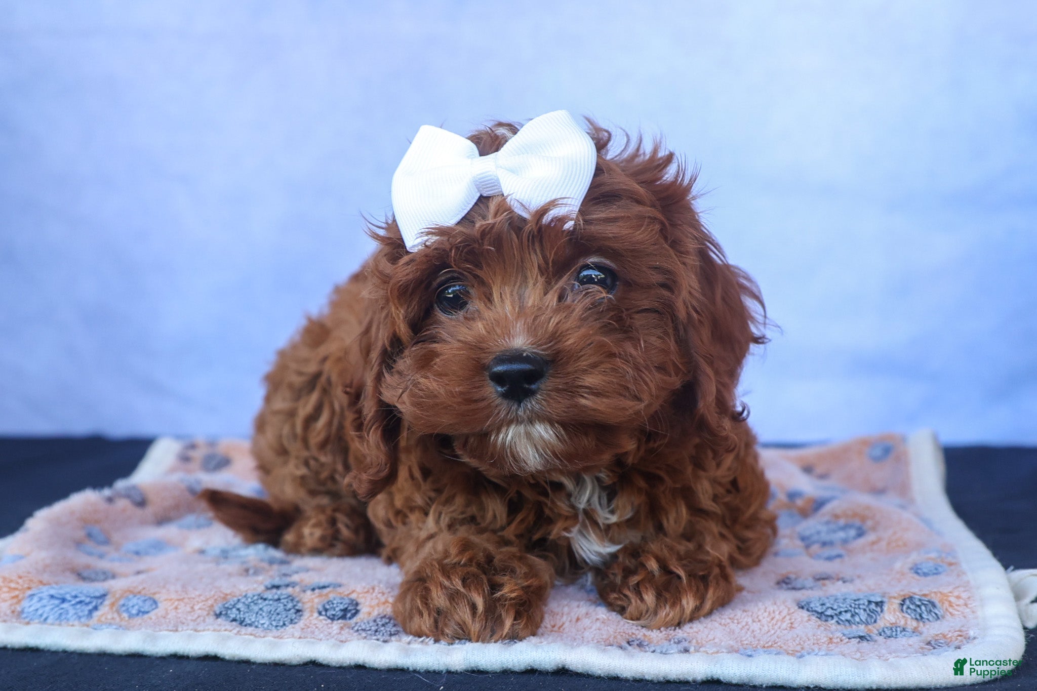 Cavapoo dogs for sale: RHODA - Ad 9