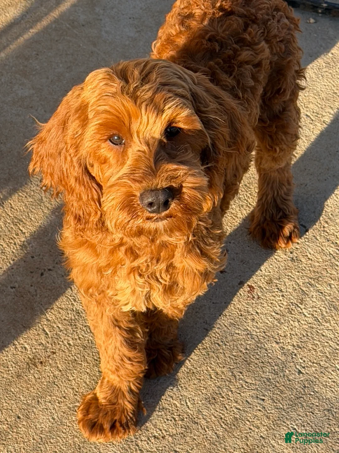 Mini Goldendoodle dogs for sale: Teddy - Ad 2