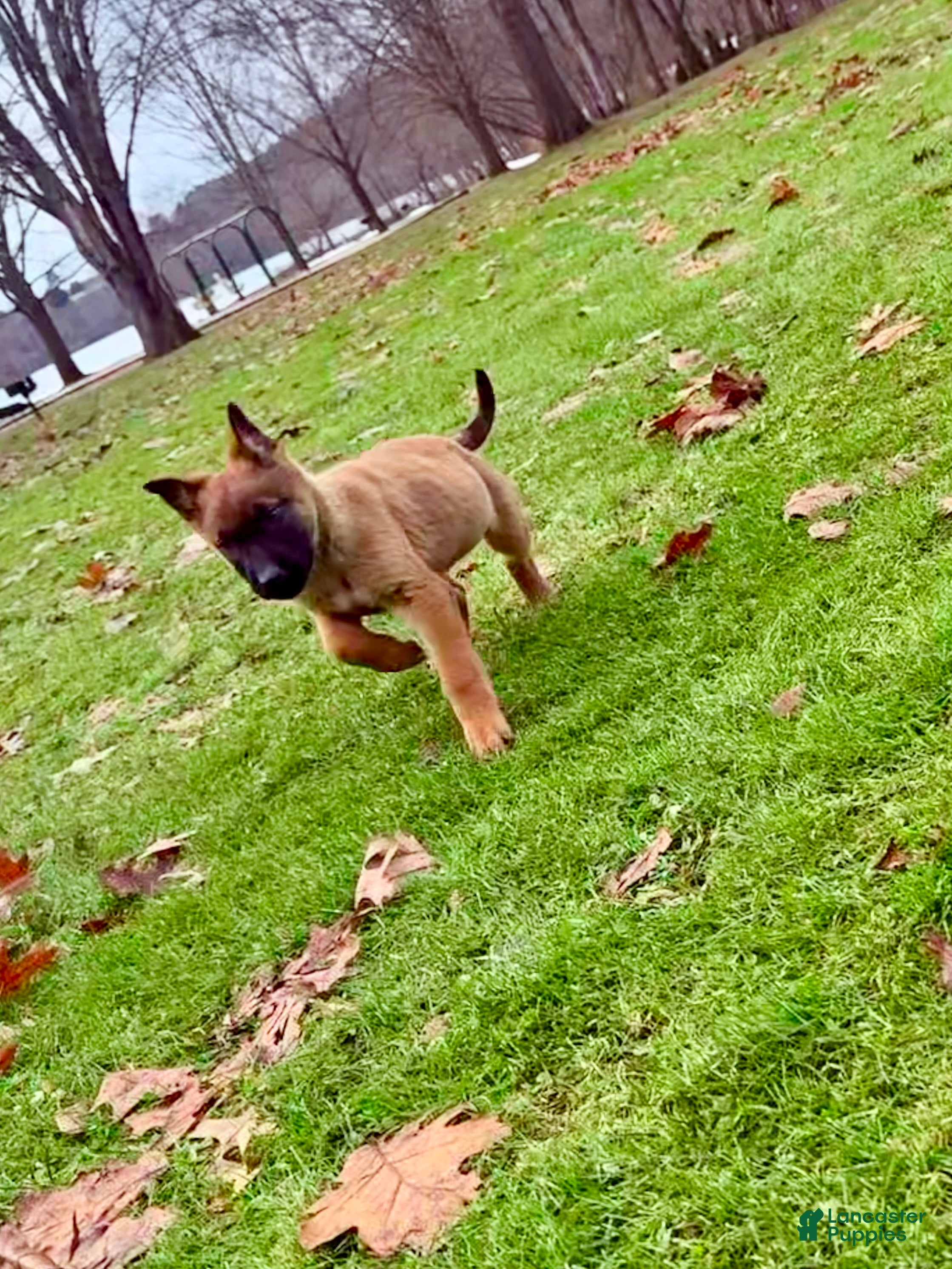 Mixed Breed dogs Dark pink Collar - Female Fawn - Ad 1