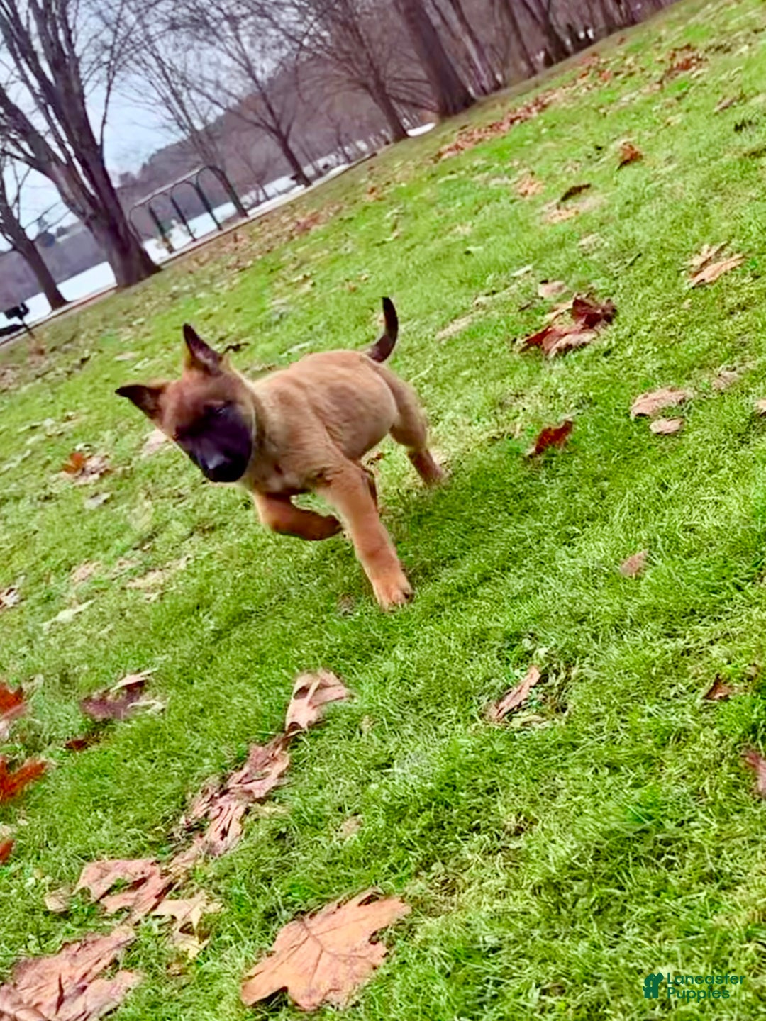 Mixed Breed dogs for sale: Dark pink Collar - Female Fawn - Ad 1