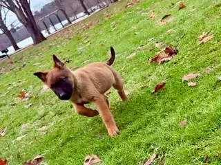 Mixed Breed dogs Dark pink Collar - Female Fawn - Ad 4