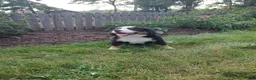 Bernese Mountain Dog dogs for sale: Lightning - Ad 4