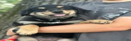 Mixed Breed dogs for sale: Cowgirl - Ad 5