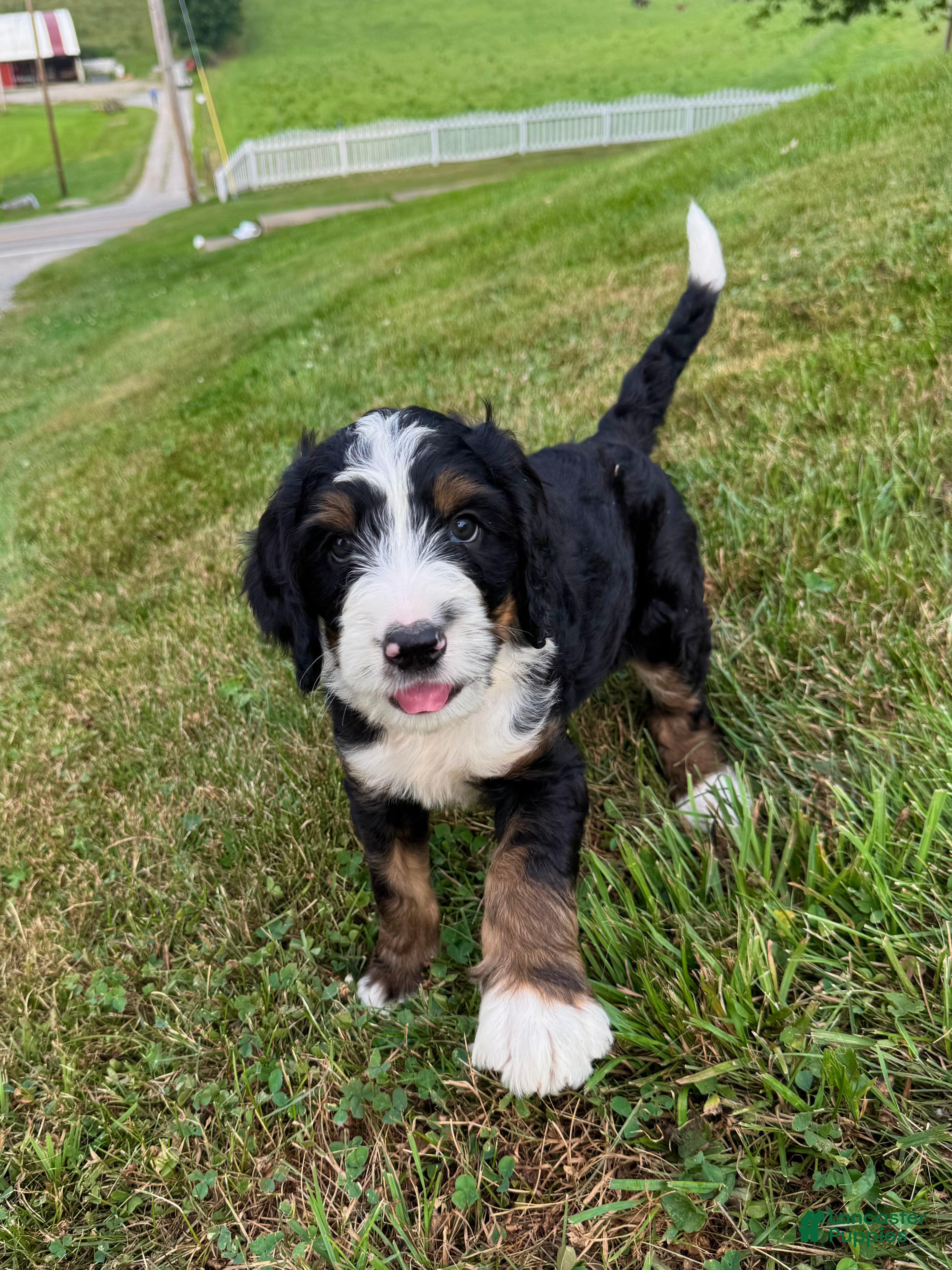 Bernedoodle dogs Ben - Ad 2